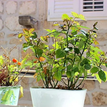 Roko, Old Town Apartman *