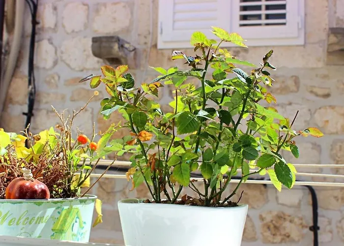 Roko, Old Town Apartman *